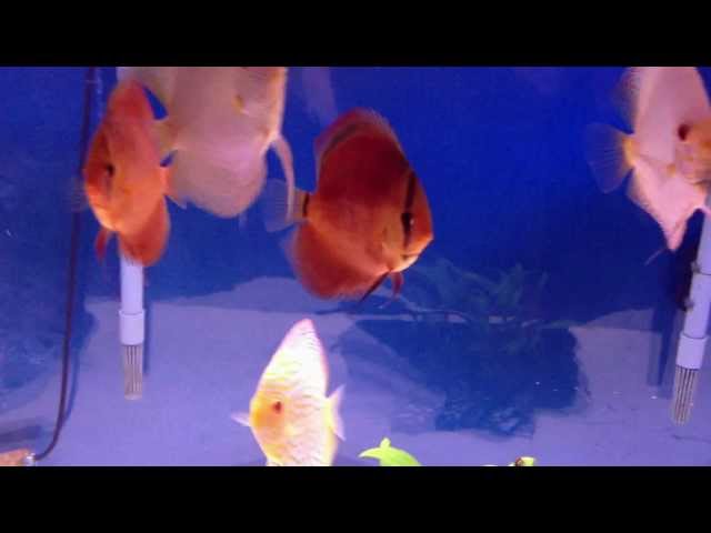 150 Gallon Discus fish tank (aquarium).