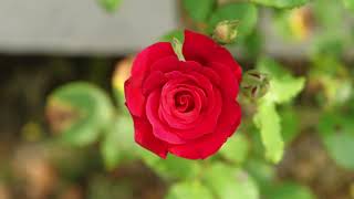 Am I That Easy to Forget? - Jim Reeves: with Lyrics(가사번역)