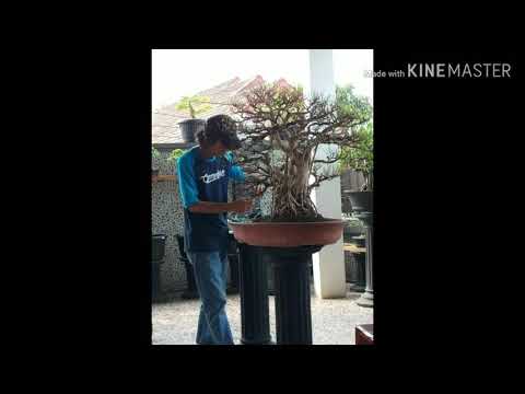 Go to PAMNAS bengkulu 2020