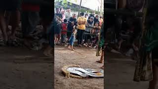 Download lagu jathilan kudho prasetyo heboh sampai di gemari anak anak. tambak bayan yogyakarta mp3 Download lagu jathilan kudho prasetyo heboh sampai di gemari anak anak. tambak bayan yogyakarta mp3