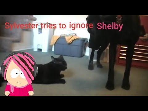 VICTORIA LOVESGAMES: Talking Kitty Cat 5 - Ignoring the dog