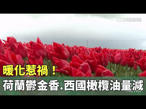 暖化惹禍！　荷蘭鬱金香.西國橄欖油量減