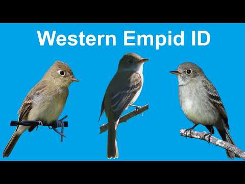 Empidonax Flycatcher ID | Complete Guide (West) – End the Confusion!