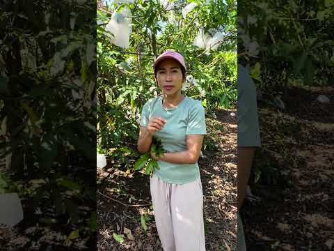 อะบิวไต้หวันBB1 มาฟังข้อมูลสายพันธุ์แบบละเอียด มีข้อมูลความรู้ดีๆเกี่ยวกับเรื่องอะบิวทั้งหมดค่ะ