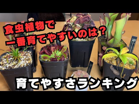 中華包丁、五味子 植物