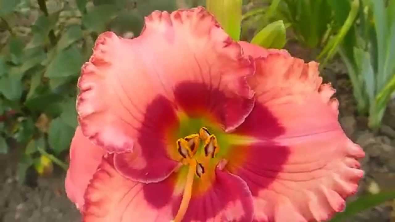 лилейник Cherry Valentine