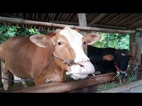 KORBAN LATO-LATO , ALHAMDULILLAH SEMBUH DAN SEHAT