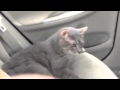 Smoke The Light Gray Tabby Cat Meowing In Car