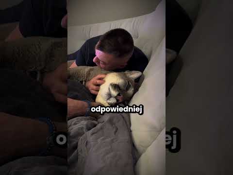 Pumy to prawdziwe zwierzęta domowe!