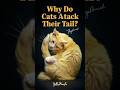 Cat Behavior Why Do Cats Attack Their Tail Cats Cat Kitty