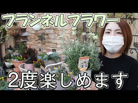フランネルブッシュ 植物
