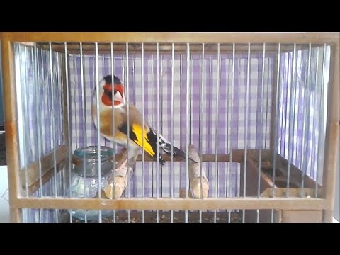 Goldfinch singing the best chirping / goldfinch song / Jilguero Cantando fuerte 🔥 Stieglitz singing