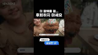 반려견과 이별을 앞둔 보호자님들께