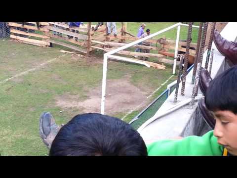 TORO ATRAPADO ENTRE TABLAS