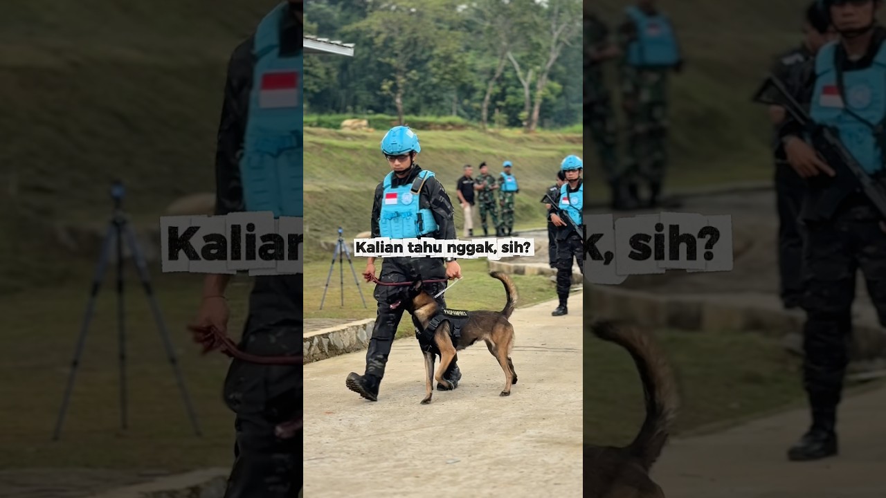 Kenalan dengan Chester, Anjing Pelacak Andalan Peacekeeper Indonesia!