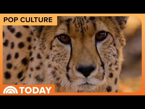 Get a Sneak Peek at Apple TV's New Docuseries 'Born to Be Wild' - YouTube