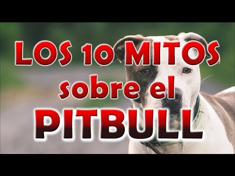 10 Mitos sobre el Pitbull