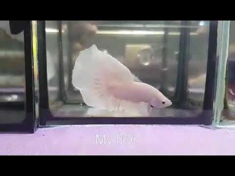 (MV-016) White Platinum Halfmoon Male Betta