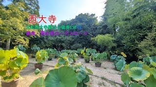 【西大寺】2025年度、奈良・西の京ロータスロードの思い出。#flowers #お寺 #癒し #風景 #奈良