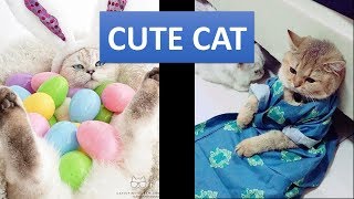 Funny Cat Picture - Lazy Cat