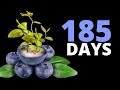 Growing Blueberries From Seeds To BERRIES Time Lapse
