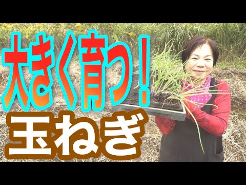 タマネギのウジ虫を取り除く方法は？ヒント、症状、治療法  庭園