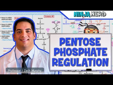 Metabolism | Regulation of Pentose Phosphate Pathway