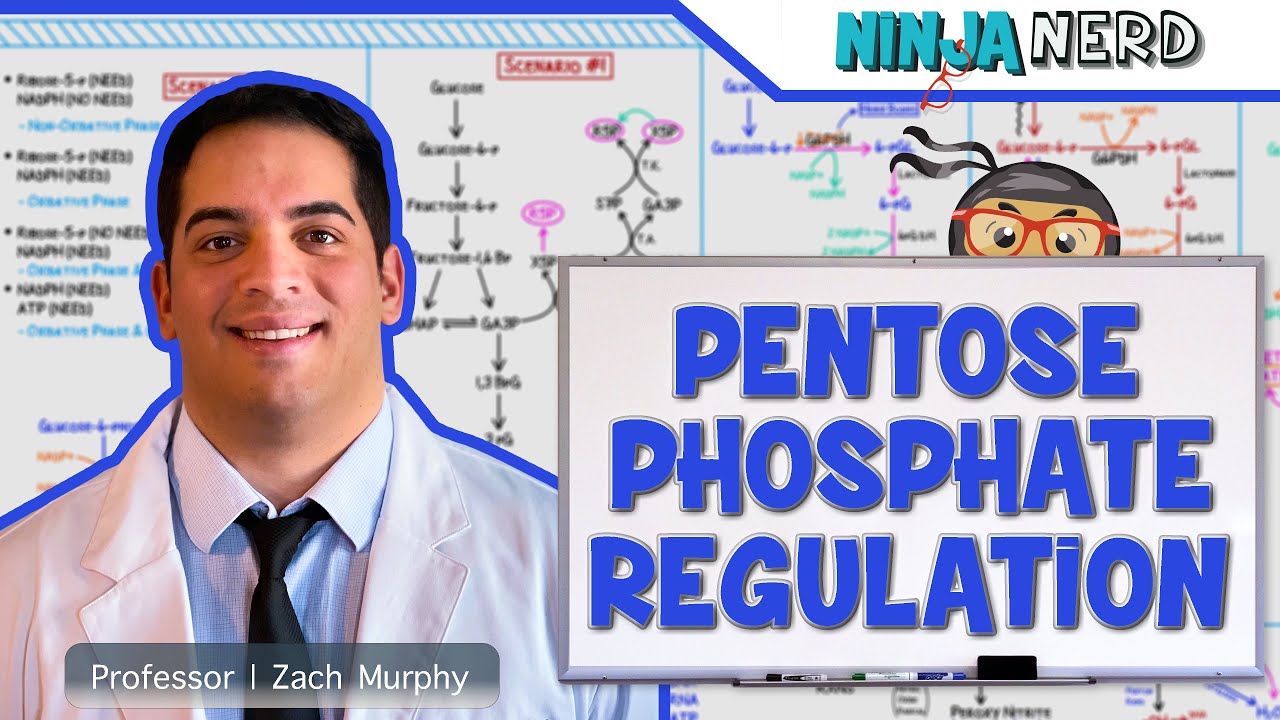 Metabolism | Regulation of Pentose Phosphate Pathway