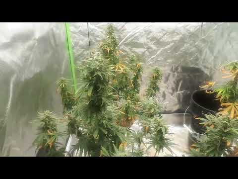 purple lemonade auto day 59. need help!!!!  new grower.