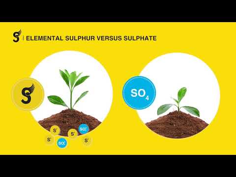 Slow release of sulphates: elemental sulphur versus sulphate.