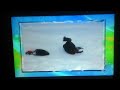 Afv Honorable Mentions S25e21