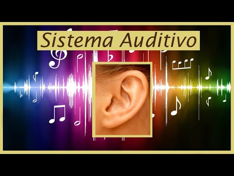 Sistema Auditivo
