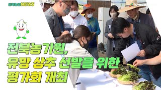 2022 05 10 전북농기원, 유망 상추 선발을 위한 평가회 개최