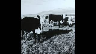 04 Mark Kozelek - Send In The Clowns