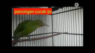 Download lagu Pancingan cucak ijo bahan agar mau bunyi mp3