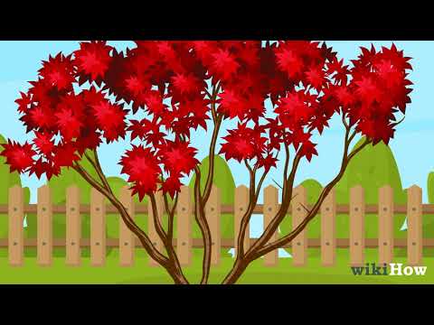 How to Prune Japanese Maple Trees