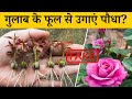 Grow a plant from a rose flower? Method Of Growing Red Roses From Buds | Fake Rose Propagation Videos