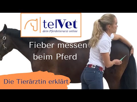 Fiebermessen beim Pferd