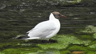Philip Lynott &amp; Mark Knopfler - Ode To Liberty (The Protest Song)