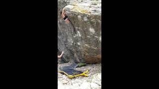 Video thumbnail of Piernodoyuna, 7a. Xixona