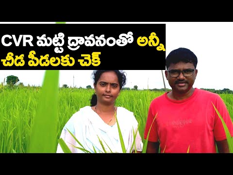 Cvr Method||Soil Spray||Natural Farming||Orgonic Farming||Matti Dhraavanam Thayarividhaanamu.