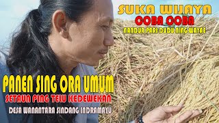 Download lagu SUKA WIJAYA ORA UMUM NEKAD NANDUR PARI DUDU NING WAYAE mp3 Download lagu SUKA WIJAYA ORA UMUM NEKAD NANDUR PARI DUDU NING WAYAE mp3