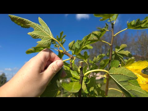 Why remove the top of a branch from a fig tree - do it for these reasons!