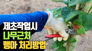 제초작업시 나무 뿌리근처 맹아 처리 방법 | 나무대장