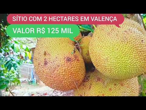 SÍTIO COM 2 HECTARES EM VALENÇA BA CÓDIGO:0224 ZAP 73981663547