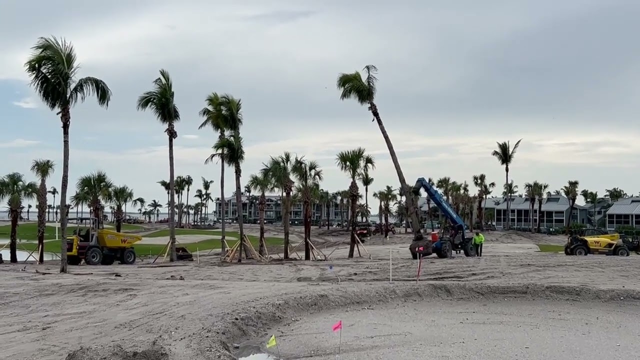 Transplanted  221 Huge Palm Trees