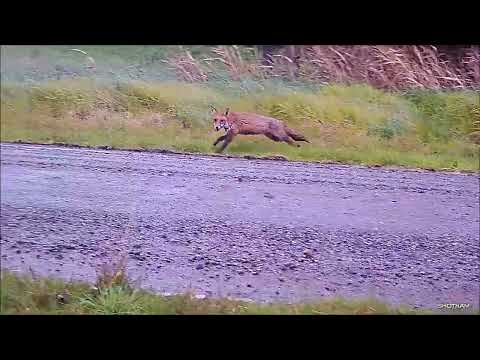 2022 Ultimate Dachshunds and Chippa Triple Crown 20G Hunting Compilation