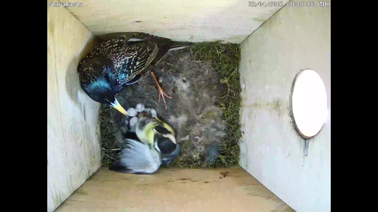 Star zerstört Kohlmeisennest im Starenkasten | 23.04.2024