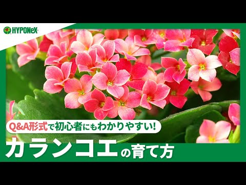 園芸 カランディバ、八重の花を持つカランコエ