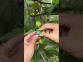 How sweet can homegrown loquats get? You'd never guess how abundant their harvest is! 🟡